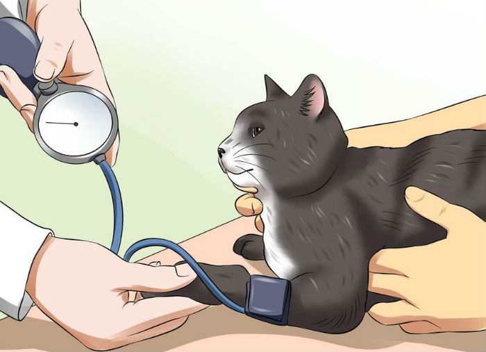 Гипертония – высокое давление у кошек