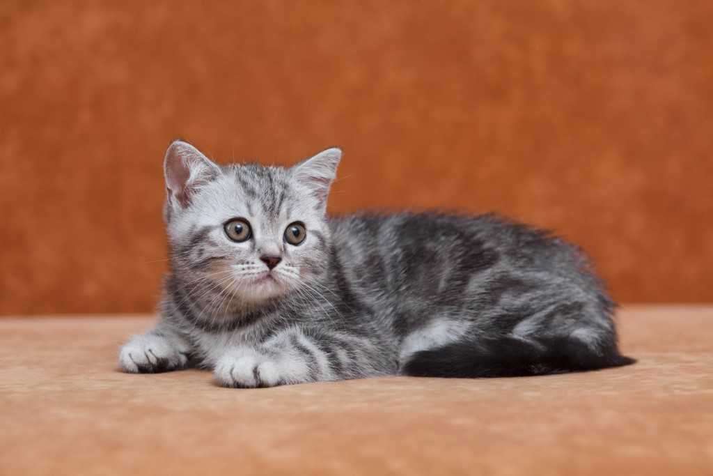 Шотландская вислоухая кошка: фото, описание породы, характер, здоровье, уход и содержание