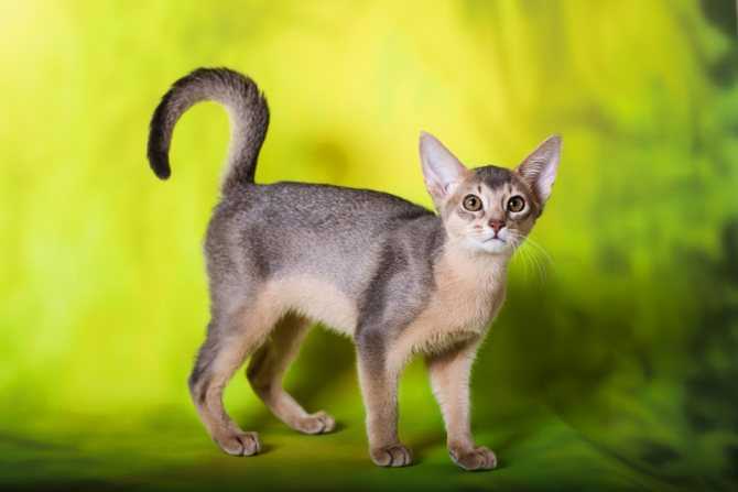 Абиссинская кошка: окрасы шерсти (дикий, голубой, соррель, фавн)