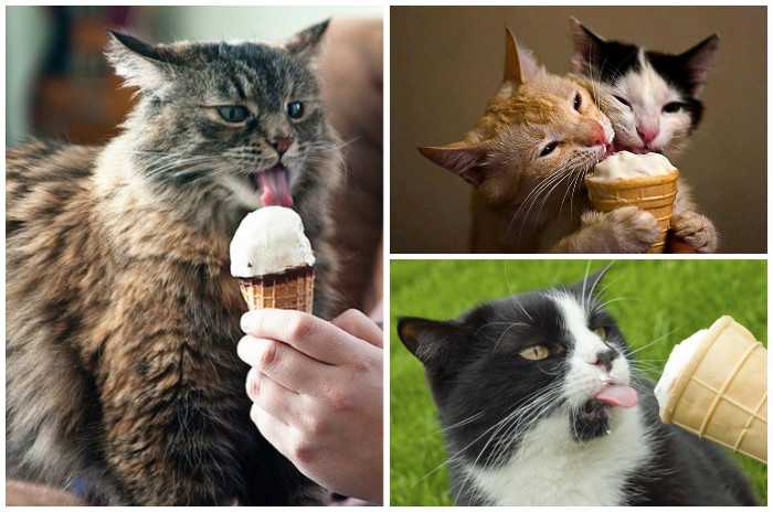 Как правильно кормить кошку и чем побаловать ее