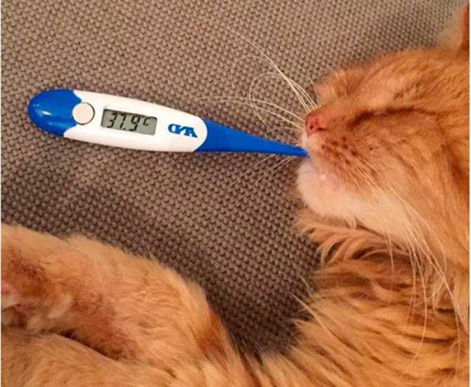 7 причин повышенной температуры тела у кошек - kotiko.ru