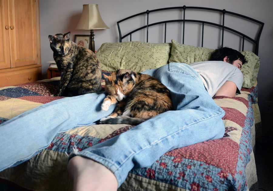 Почему кошка спит в ногах человека: рациональные и иррациональные объяснения кошачьей привычки, стоит ли беспокоиться, если кот ложится в ноги?