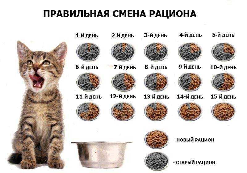 Чем кормить котёнка: формируем полноценный рацион