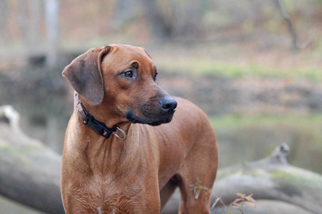 Родезийский риджбек (африканская львиная собака): фото, содержание и уход