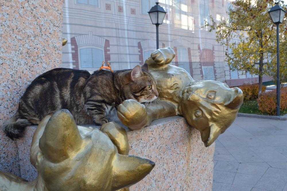 Сквер сибирских кошек – памятник, посвященный усатым спасительницам ленинграда