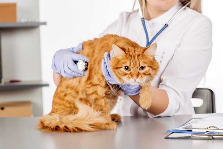 Сердечная недостаточность и другие болезни сердца у кошек | hill's pet