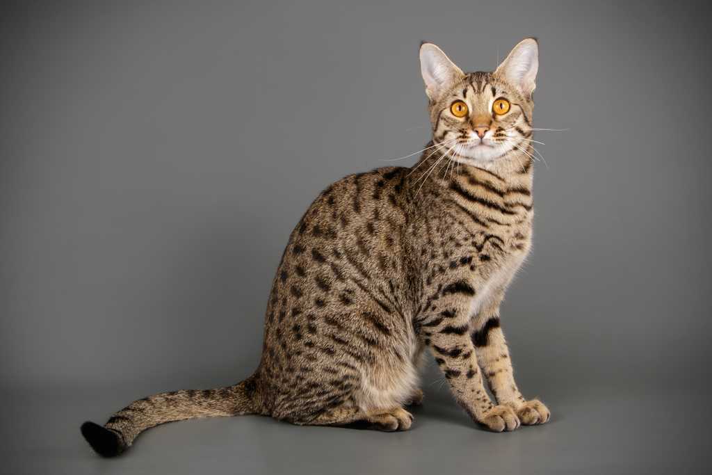 Породы кошек с коротким хвостом - название, описание и фото