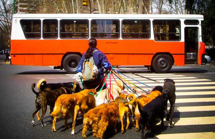 Приказ министерства транспорта рф от 19 октября 2020 г. № 427 "об утверждении правил перевозок железнодорожным транспортом животных"