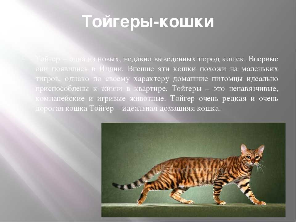 Тойгер: 150 фото породы, описание внешнего вида, характера кошки, цена, факты, уход