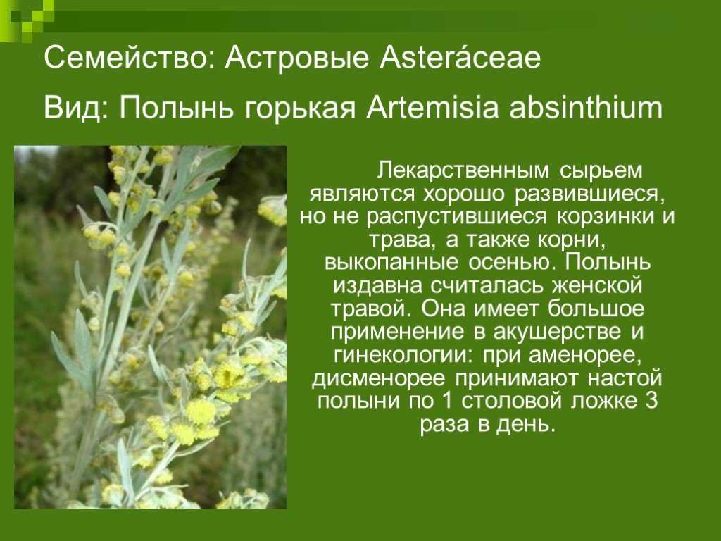 Бессмертник -helichrysum