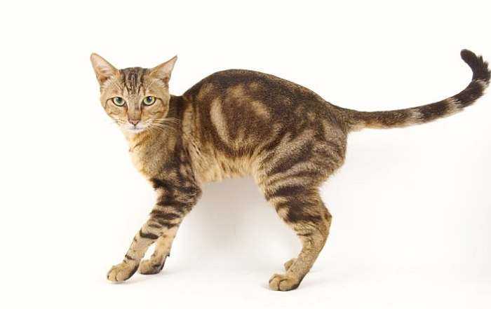 Африканская порода сококе или кенийский лесной кот - мир кошек