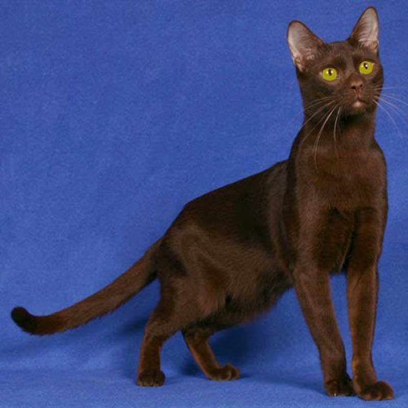 Бразильская короткошерстная кошка: история породы и нюансы ухода
