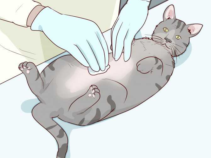 Удаление молочной железы у кошек (мастэктомия)