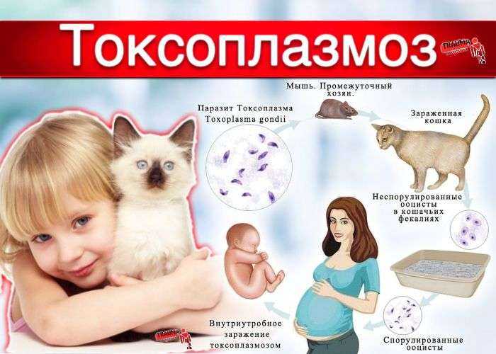 Токсоплазмоз у кошек - 115 фото симптомов и признаков. как проверить на болезнь в домашних условиях