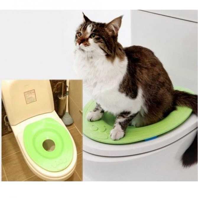 Как быстро приучить к лотку котенка, научить кота или кошку ходить в туалет в квартире: советы ветеринара, можно ли сделать это за 1 день