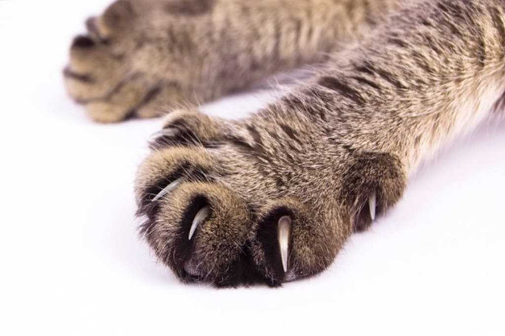 Почему кошка грызет когти: физиологические или психологические проблемы. как помочь питомцу?