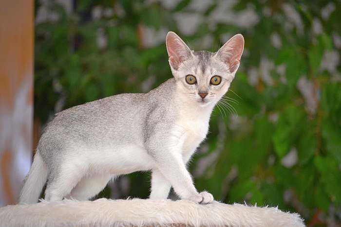 Абиссинская кошка – домашняя пума