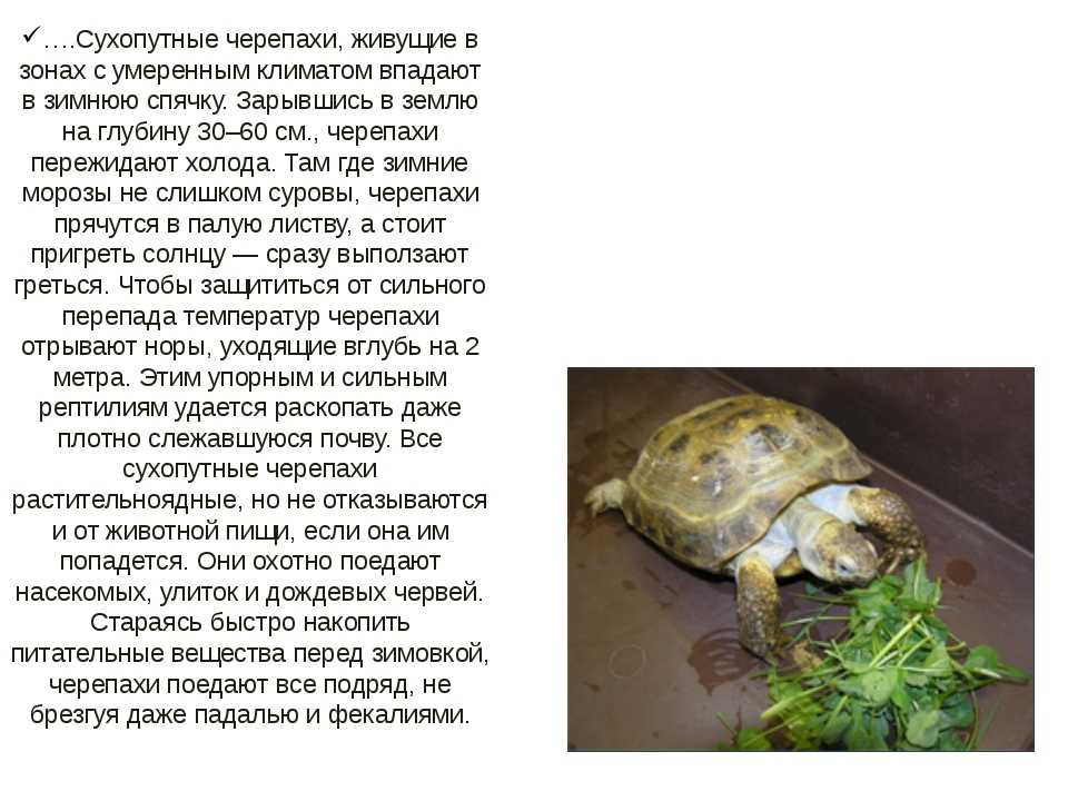 Чем кормить красноухих черепах в домашних условиях - советы и рекомендации.