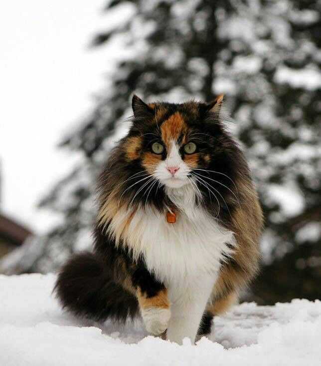 Норвежская лесная кошка - характер и повадки, шерсть и окрас, уход за котятами и лечение болезней