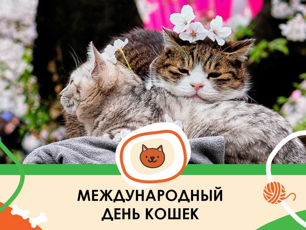 Памятники котам. короли улиц (часть1, россия)