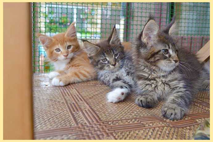 Короткошерстный и гладкошерстный мейн-кун (20 фото): описание поведения кошек и котов, уход за котятами