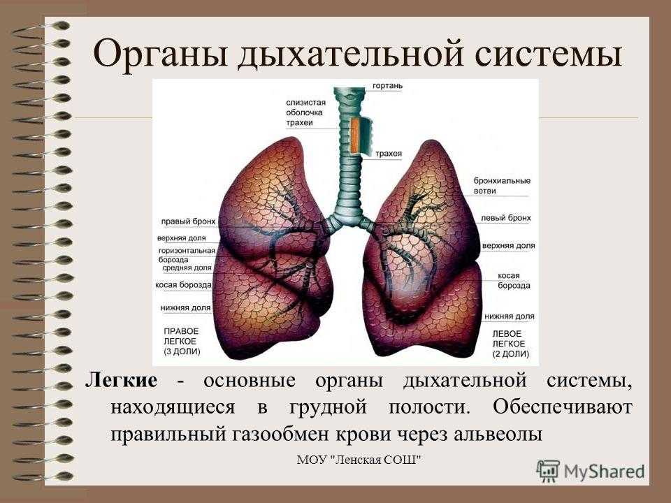 Пневмония (воспаление легких)