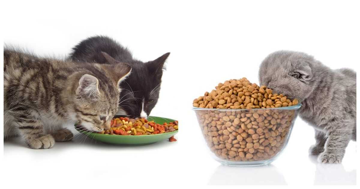 Можно ли котятам взрослый корм: как правильно подобрать? можно ли котятам взрослый корм — противопоказания