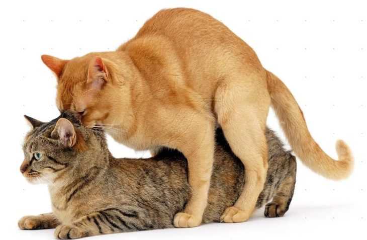 Могут ли собаки и кошки из одного помета спариваться?
