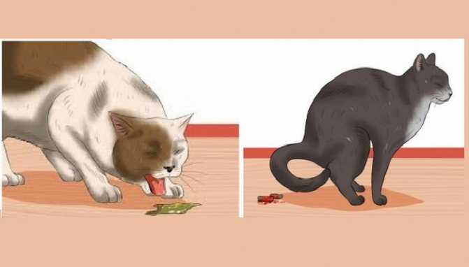 Почему кошка пукает: разберемся в тонкостях пищеварения