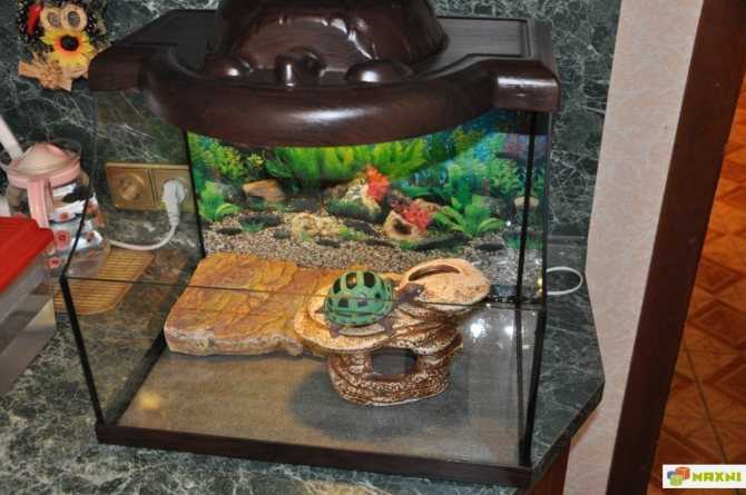 Островок для черепахи в аквариуме