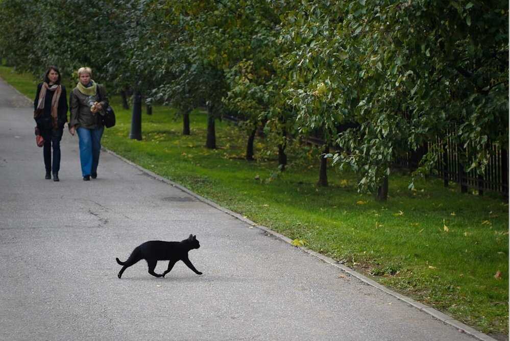 Что будет если черная кошка перебежала дорогу справа налево