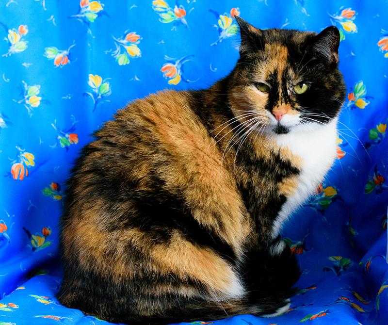 Приметы и суеверия, связанные с кошками черепахового окраса в доме: верно ли, что трехцветные питомицы приносят счастье?