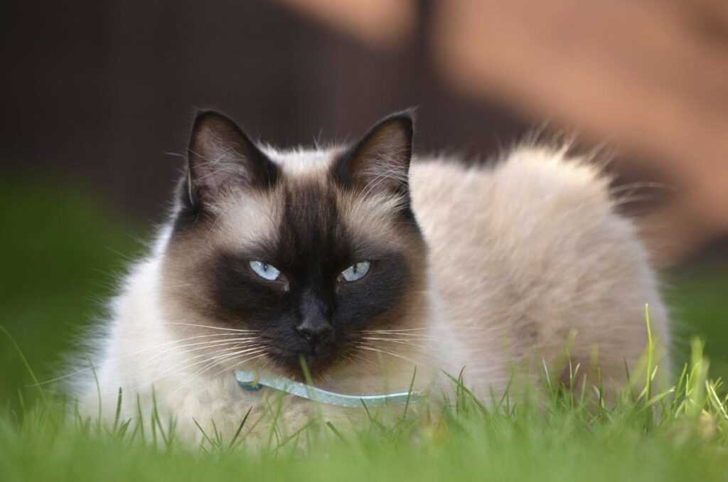 Особенности и фото, породы кошки рэгдолл