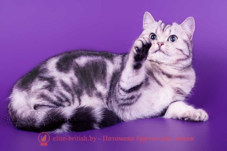 Окрасы британских кошек и котов: фото и описание