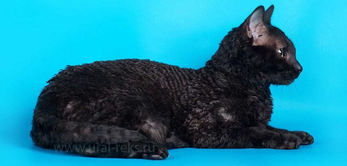Уральский рекс — порода кошек