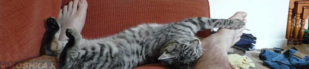 Почему кошка спит в ногах человека: рациональные и иррациональные объяснения кошачьей привычки, стоит ли беспокоиться, если кот ложится в ноги?