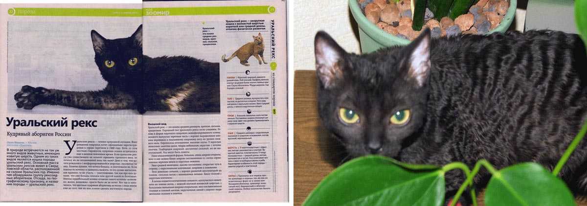 Уральский рекс: фото кошки, цены, описание породы, характер, видео, питомники