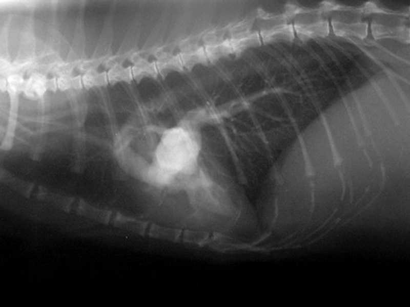 Тромбоэмболия у кошек симптомы и лечение