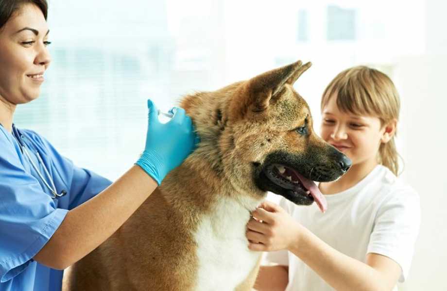 Правила подготовки животных к вакцинации.