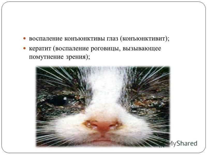 Лечение вирусного ринотрахеита у кошек