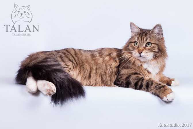 Рыжие сибирские коты (28 фото): характеристика породы кошек и описание окраса, рыжие котята с белыми лапками