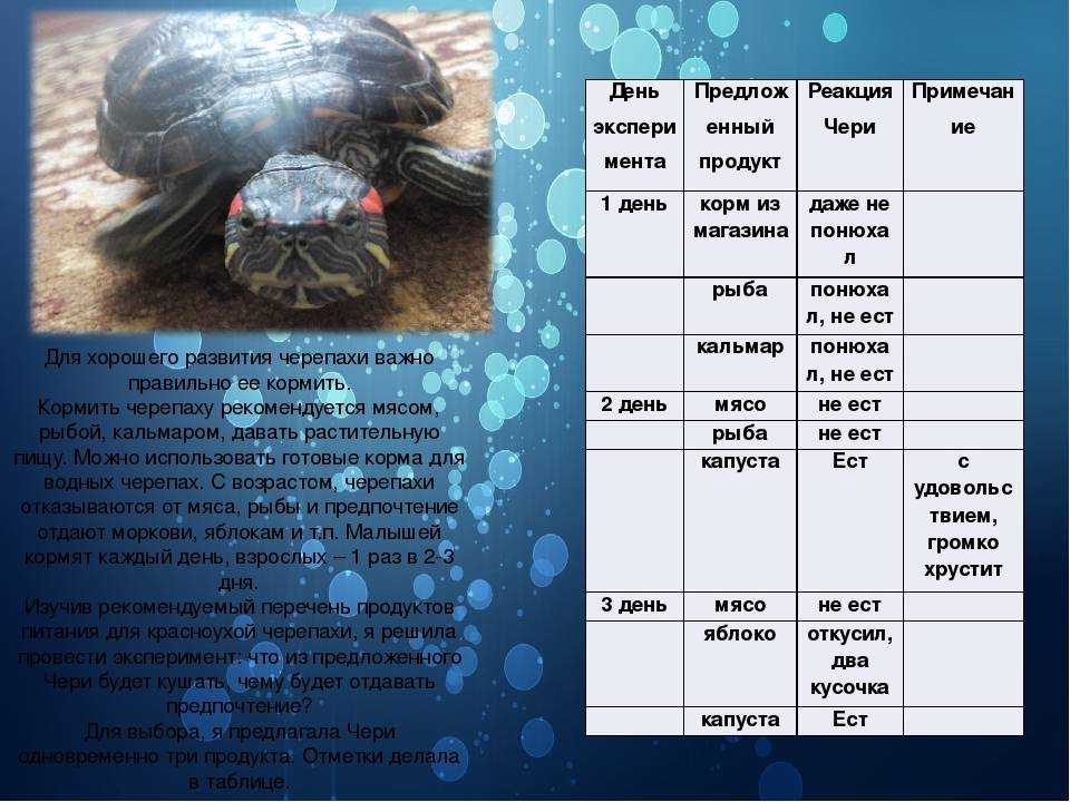 Чем кормить черепах: правила и советы питания, чем и сколько, что нельзя, фото и рекомендации
