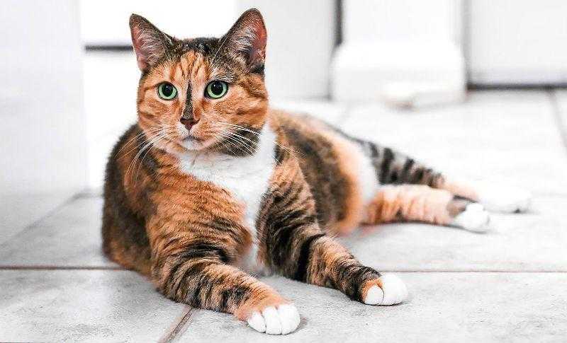 Трехцветная кошка в доме: приметы, народные поверья, что делать, если нашли черепахового котенка