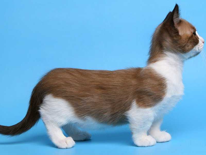 Манчкин — очень красивая коротколапая кошка. топ-100 реальных фото, отзывы, содержание, характер, окрас, цена котят