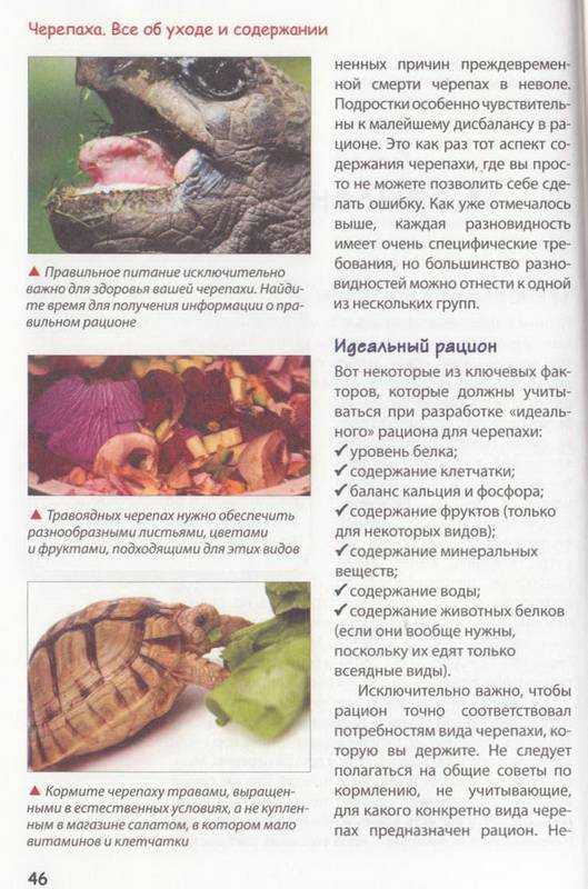 Чем кормить водную черепаху, как организовать трапезу рептилии. Полезная и вредная пища для черепах, выбор сухого корма, отбор натуральных продуктов.