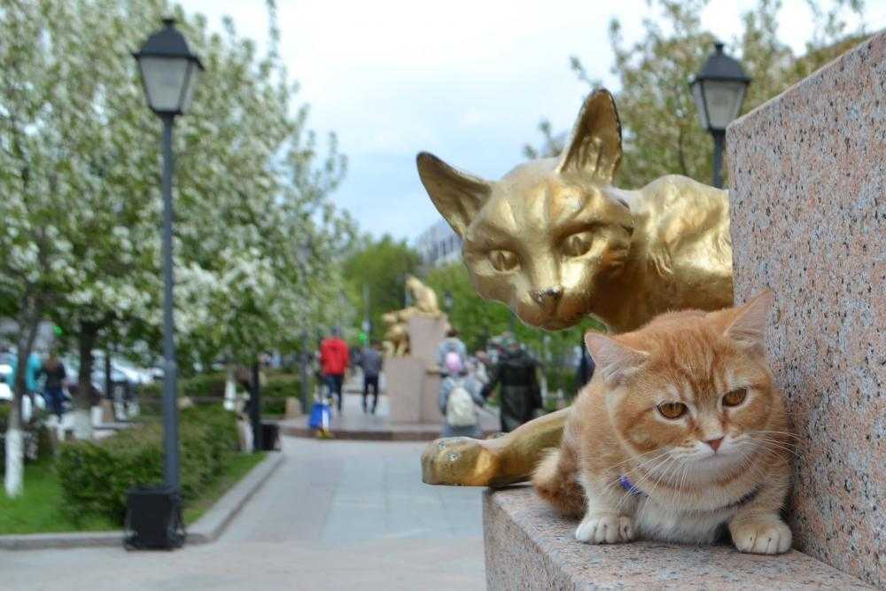 Сквер сибирских кошек в тюмени