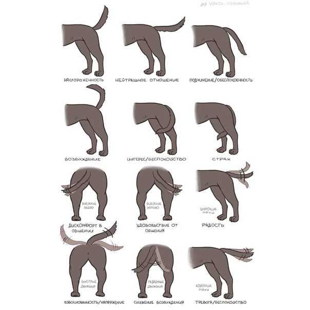 Облысение у кошки: причины и лечение | нвп «астрафарм»