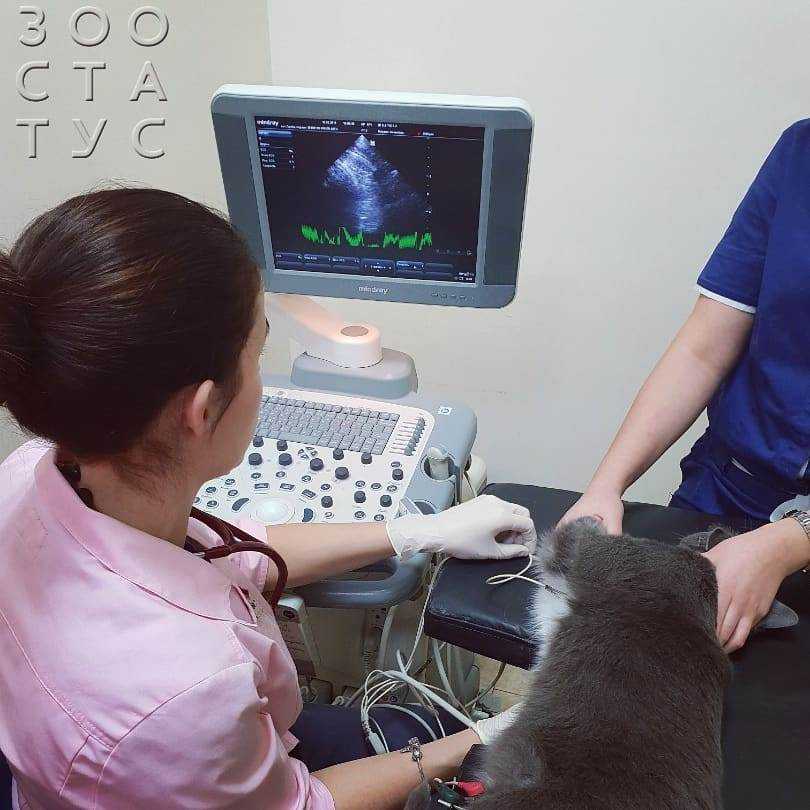 Пневмония у кошек  - симптомы и лечение воспаления легких у кошек в москве. ветеринарная клиника "зоостатус"