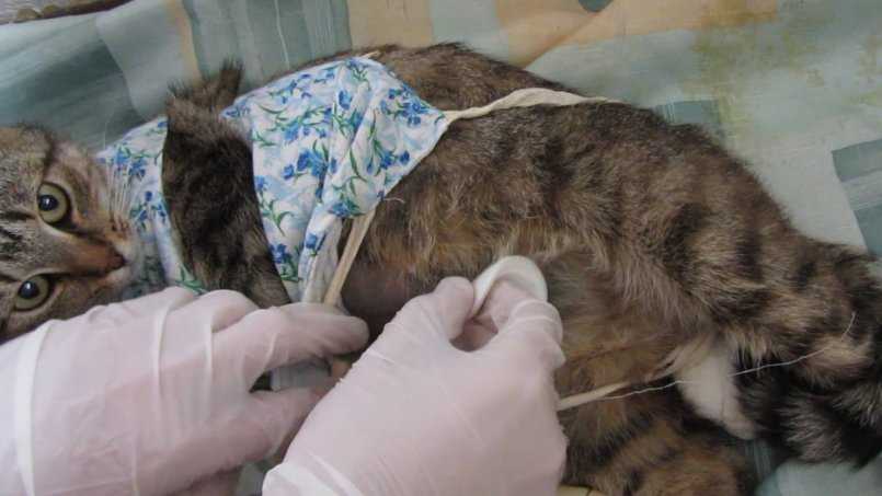 Стерилизация и послеоперационный уход за кошкой - ветеринарная клиника zoohelp