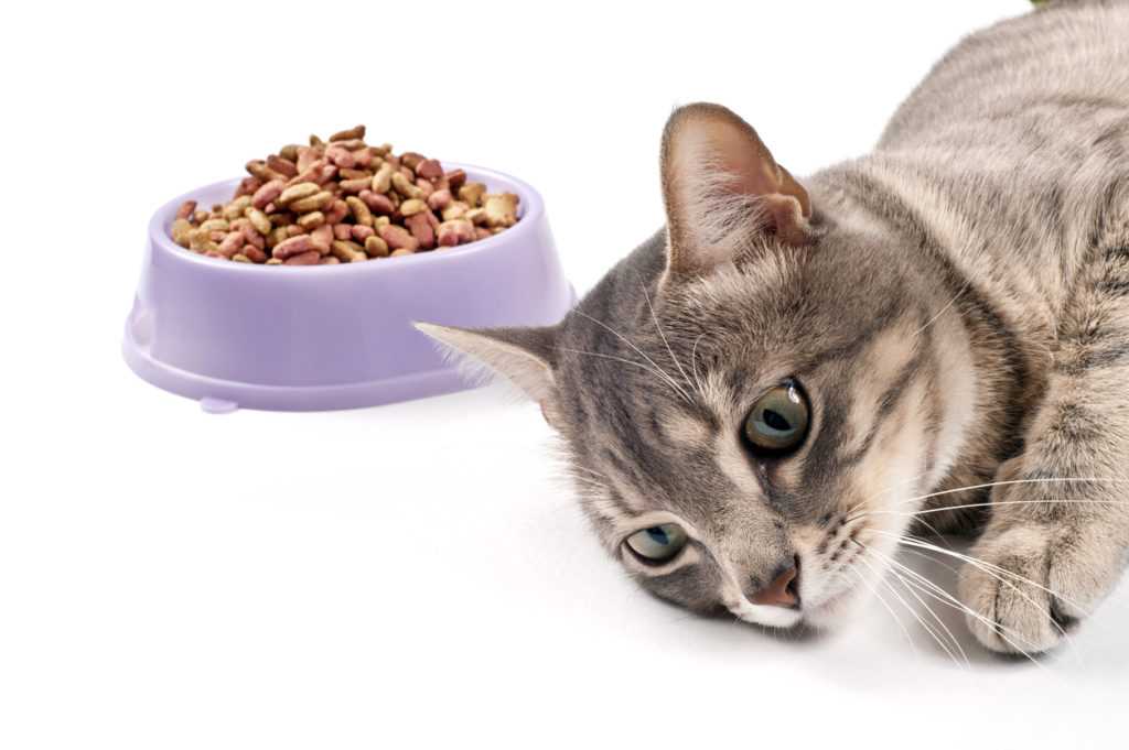Как организовать натуральное питание для кошки: домашние рецепты корма